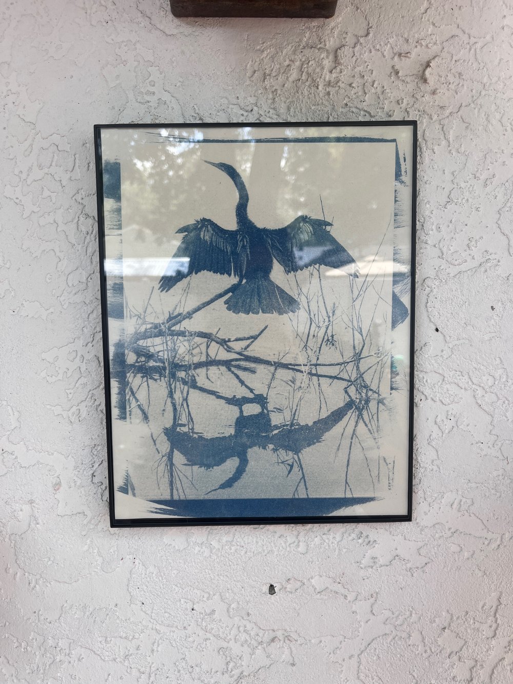 Image of 8.5x11 framed Anhinga cyanotype print 