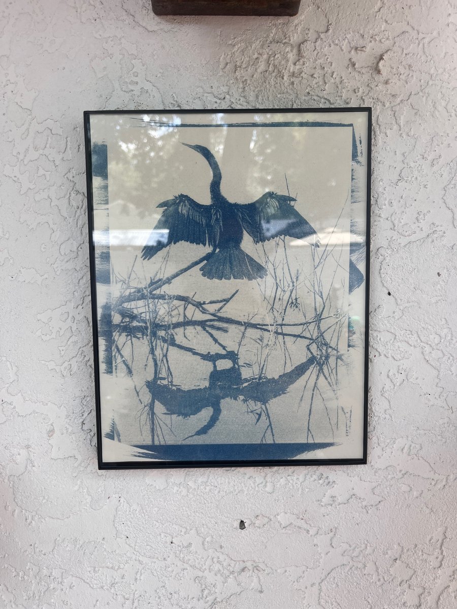 Image of 8.5x11 framed Anhinga cyanotype print 