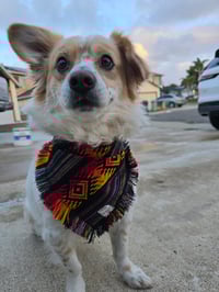 Image 1 of Amigo Vibes Bandana