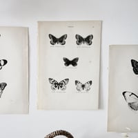 Image 5 of Planches De Papillons 