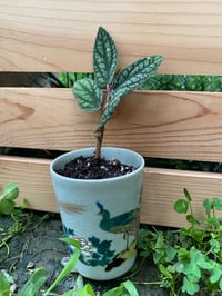 Image 3 of Polynesian Ivy in Small Peacock Cup