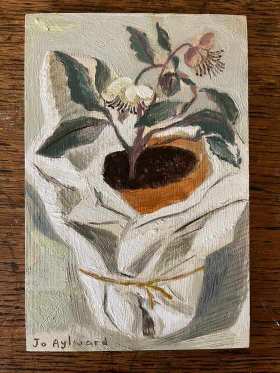 Image of Hellebore wrapped in tissue 