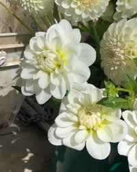 Bride to Be - Waterlily type