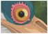 Ghibli Heron Eye 20x14.2cm Print Image 4