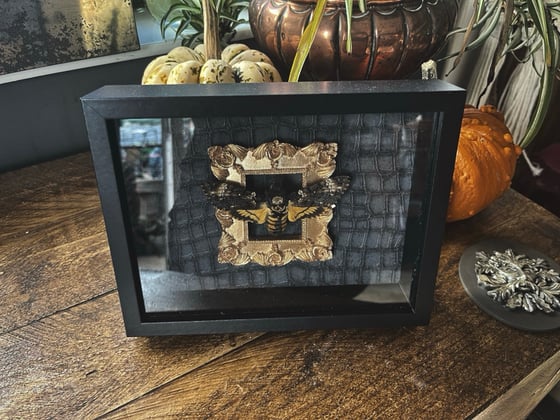 Image of Framed Death Head Hawk Moth