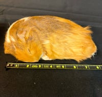 Guinea Pigs 