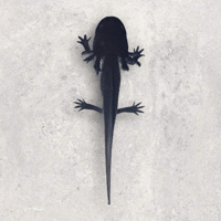 Image 1 of Super GFP Black Melanoid Juvenile Axolotl