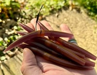 Image 1 of “WACKY SACKS” 5” Wacky Worms - SMASHBERRY