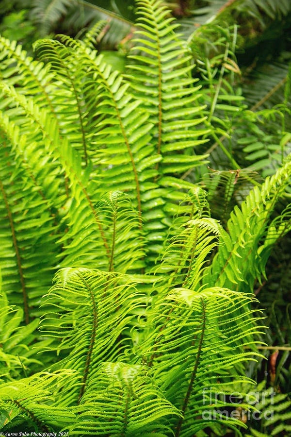 Image of PLANTS FERNS🪴🪴🪴