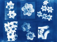 Image 3 of PORTRAIT OF DAFFODILS 