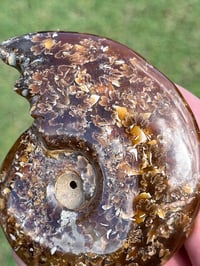Image 11 of Ammonite Fossil | Madagascar #3051
