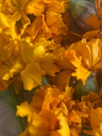 Image 6 of SOMMER | African Marigold Face Serum