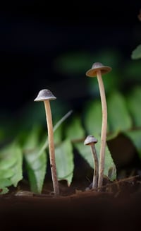 Psilocybe Tampanensis Liquid Culture 