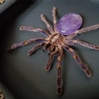Image 3 of Gooty Sapphire