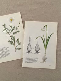 Image 1 of Illustrations botaniques (x4)