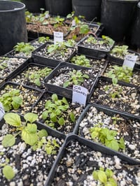 Image 3 of California Figwort : Scrophularia californica