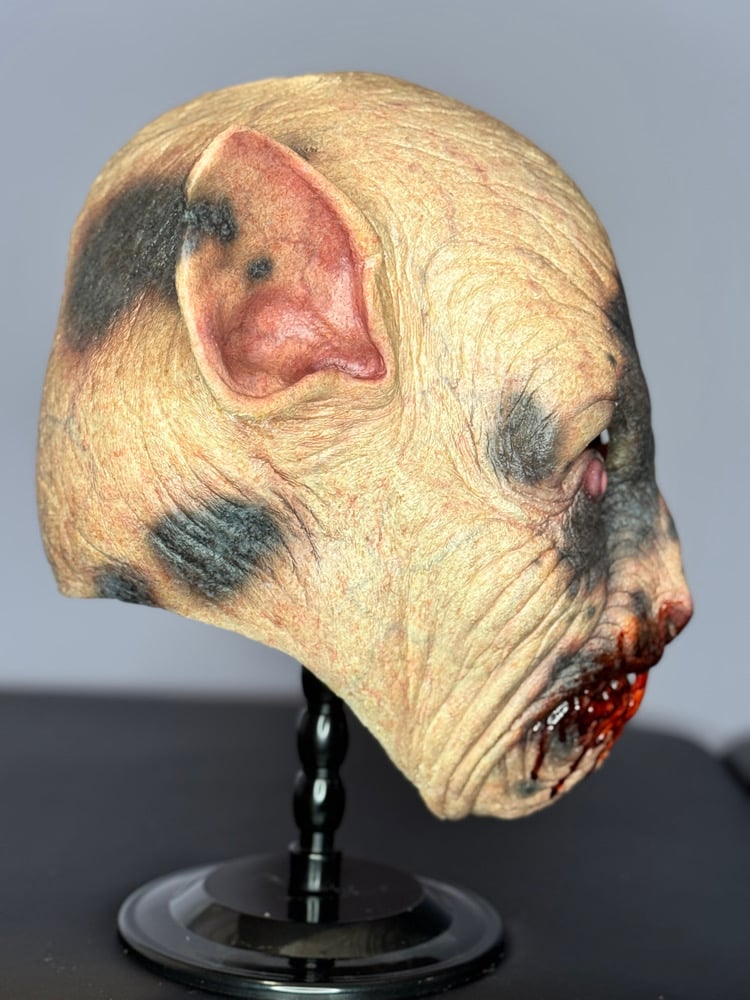 Ben - spotted variant Image 4