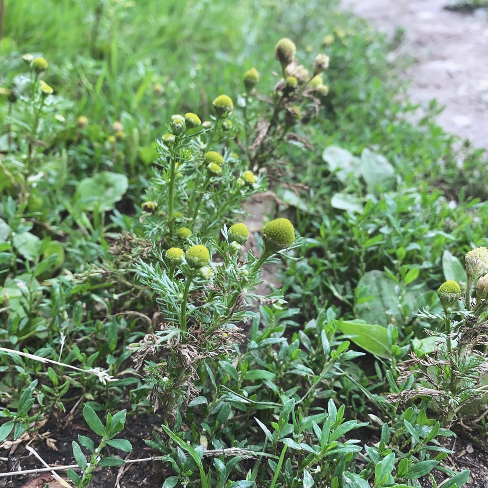 Image of SEPTEMBER FORAGING WALKS