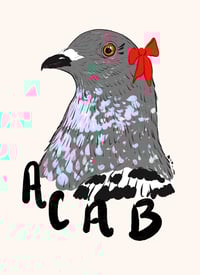 pigeon acab 