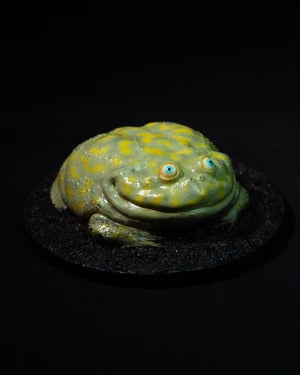 Budgett’s Frog Model Blue Eyes