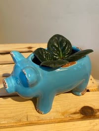 Image 5 of African Violet in Cute Blue Piggy