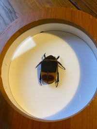 Image 2 of Pachnoda marginata peregrina