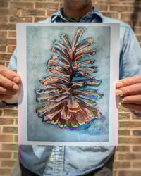 Long Leaf Cone Study in Watercolor, Archival Print