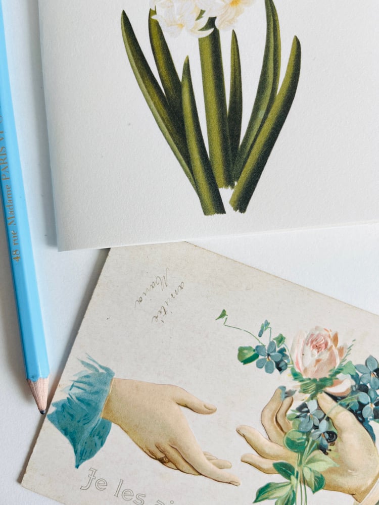 Image of CT JACINTHE