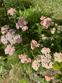 Image 3 of Achillea Summer Berries mix - bare root