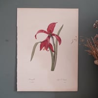Image 7 of Planches  Anciennes les fleurs de Redouté 