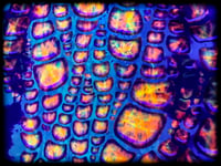 Image 6 of JunGLeDrip UV 3XLT  