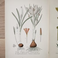 Image 1 of Planche De Botanique Coloree.