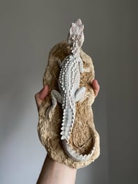 Image 3 of Dwarf caiman model 