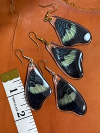 Image 2 of Prola Beauty Forewings - Topside