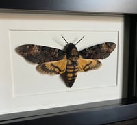 Image 2 of Deaths-Head Hawk Moth Frame