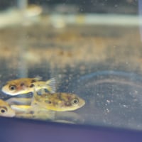 Image 2 of Pea Puffers