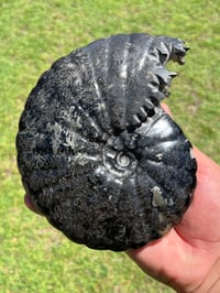 Image 8 of Large Black Ammonite Fossil With Pyrite | Madagascar #2699