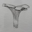 Image 2 of £50 originals - Chantarelle mushroom , pointillism