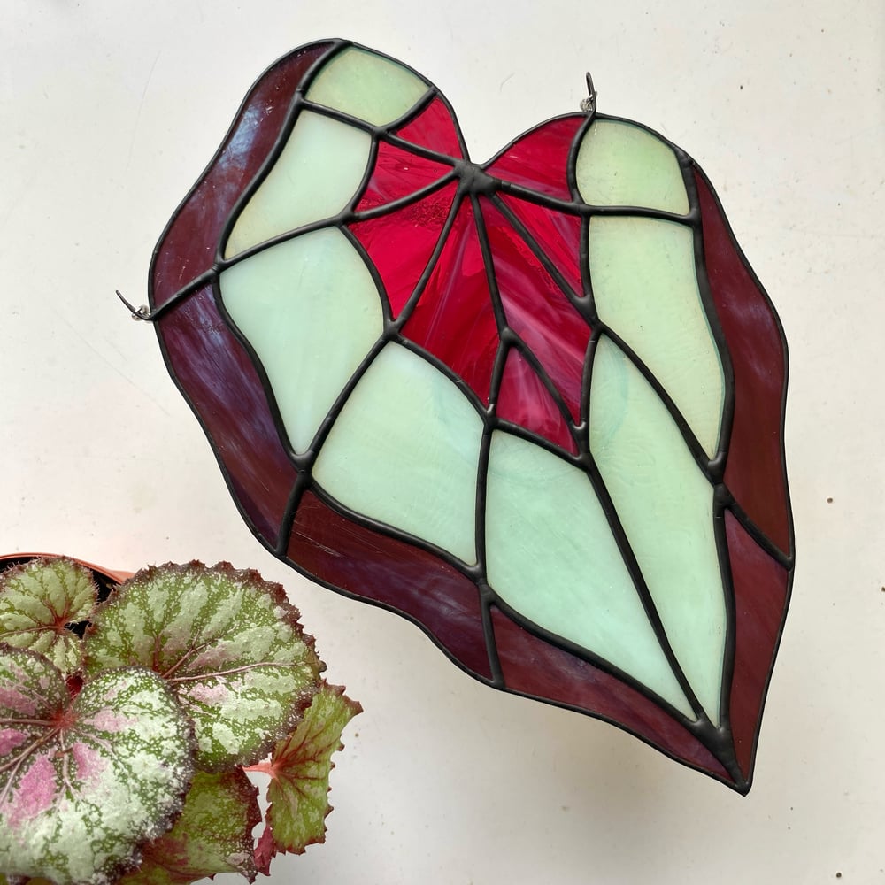 Image of Begonia Leaf 