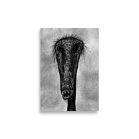 "Narrow Marrow" 8in x 11in Print