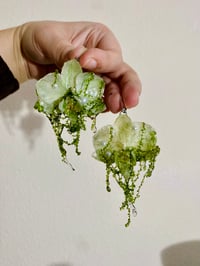 Image 2 of 🌿Mossy Phalaenopsis Orchids🌿 Earrings 
