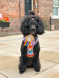 Image 8 of Pet Birthday badges