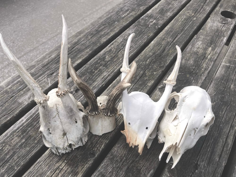 Image of Lucky Dip Skull / Antler