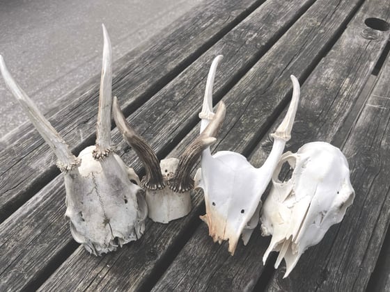 Image of Lucky Dip Skull / Antler