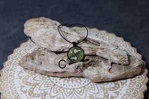 Image of Emerald Tree Boa Collection