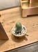 Image of Teeny Cactus 1