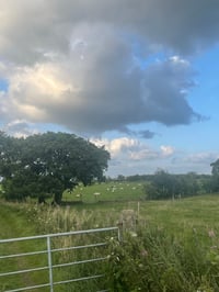 Image 2 of Damson in Distress (luxury breakfast preserve)