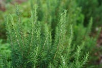 Image 2 of Rosemary