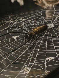 Image 5 of Large Black Box Frame With Taxiderny orbweaver Spider & Preserved Web