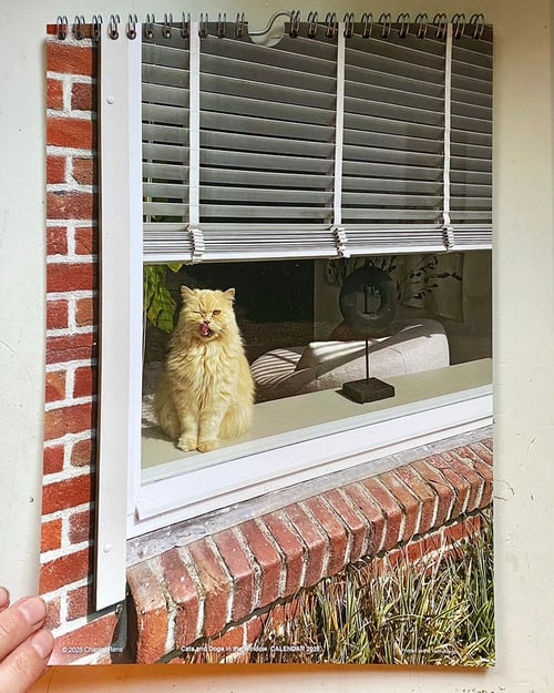 Image of 'Cats and Dogs in the Window' • 2026 CALENDAR